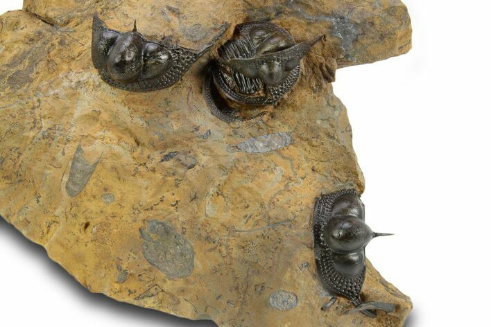 Onnia Trilobite Cluster - Blekos, Morocco #381641